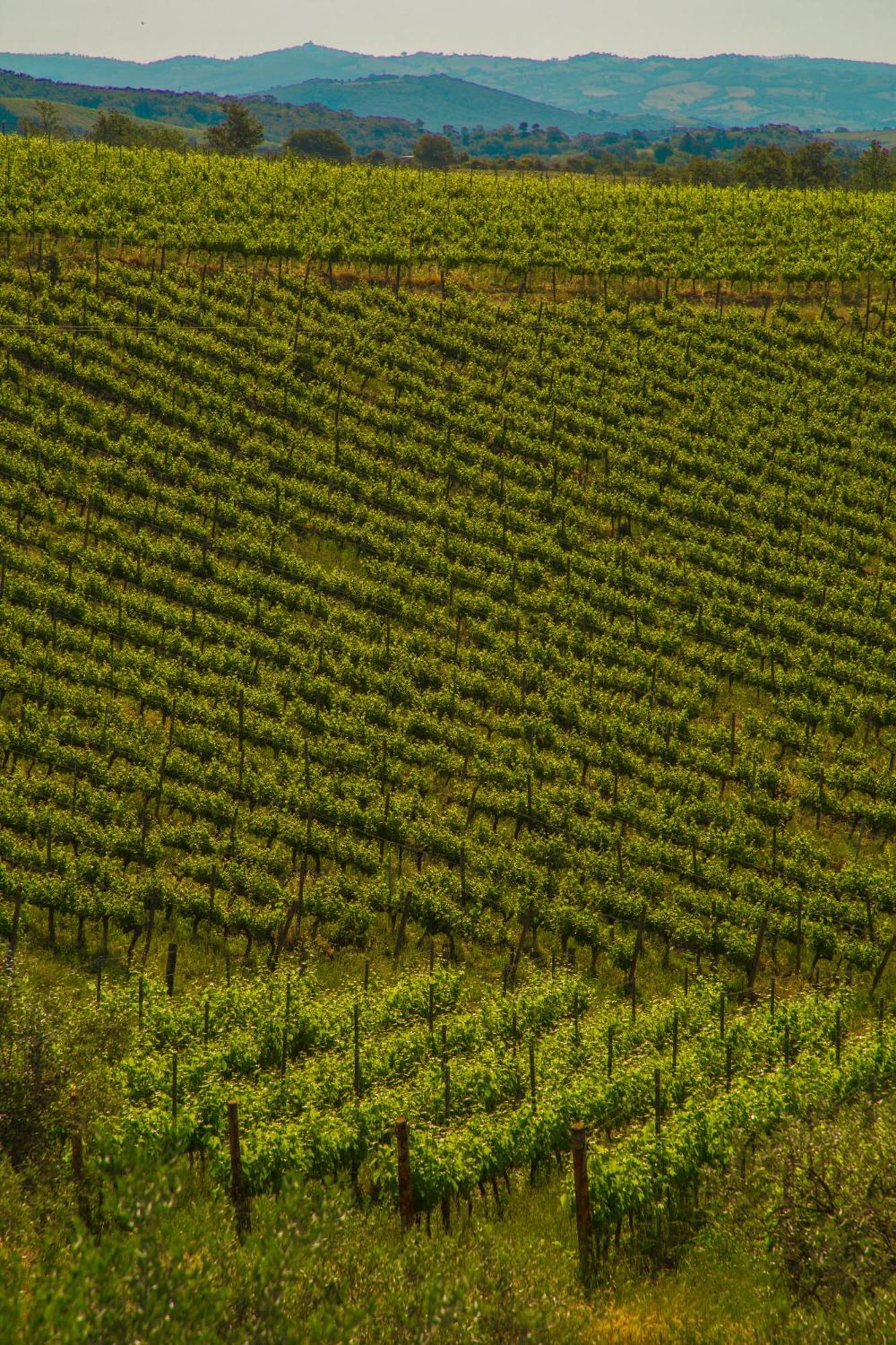 马利亚诺因托斯卡纳Fattoria Di Magliano Winery别墅 客房 照片