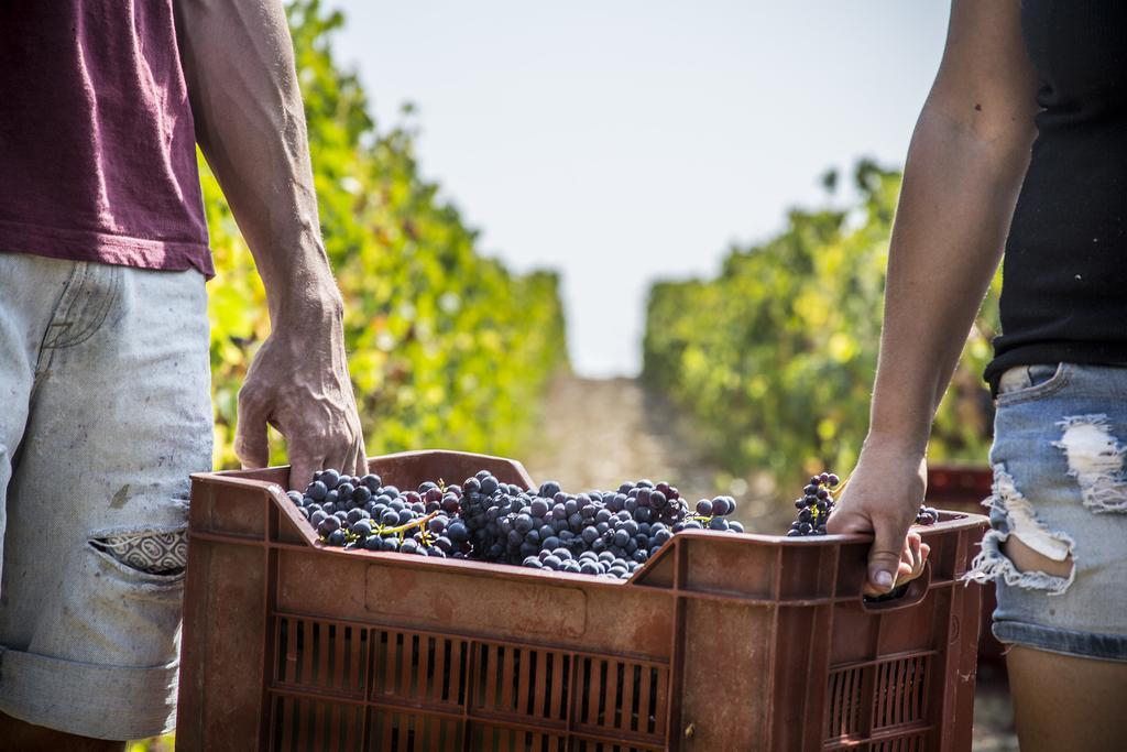 马利亚诺因托斯卡纳Fattoria Di Magliano Winery别墅 外观 照片