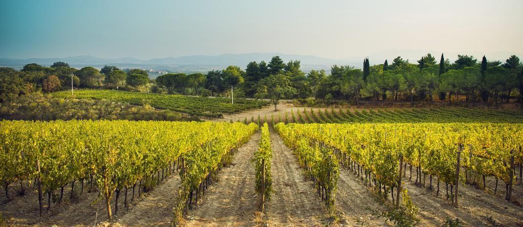 马利亚诺因托斯卡纳Fattoria Di Magliano Winery别墅 外观 照片